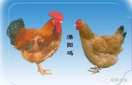 溧阳鸡