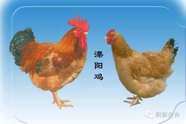 溧阳鸡