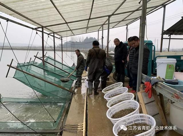 社渚青虾（中国青虾第一镇）