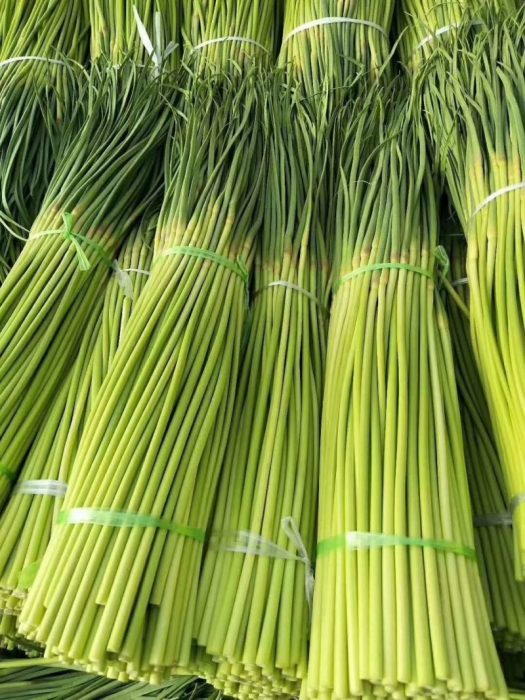 金坛无节水芹
