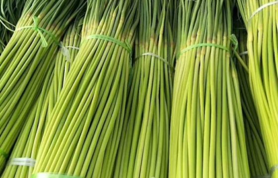 金坛无节水芹