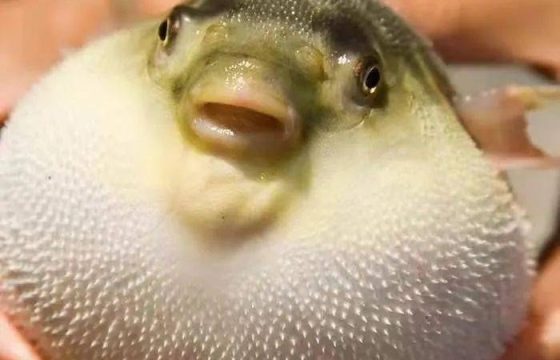 春江河豚（红烧河豚）