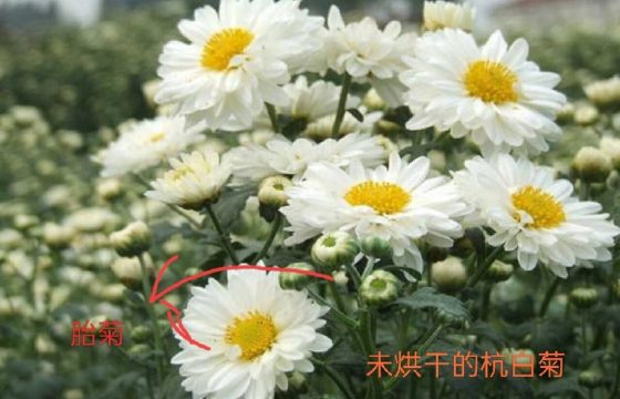 孟河杭白菊