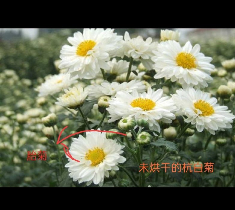 孟河杭白菊
